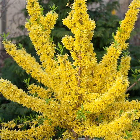 Names Of Yellow Spring Shrubs