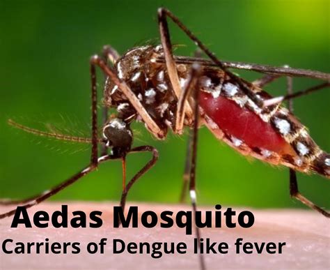 How To Identify A Dengue Mosquito Bite