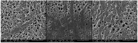 Production and Characterization of a New Bacterial Cellulose/Poly(Vinyl ...