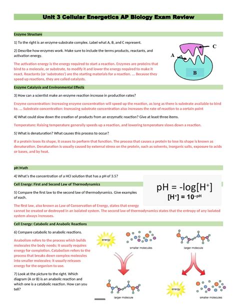 Unit 3 Cellular Energetics Review - Unit 3 Cellular Energetics AP ...