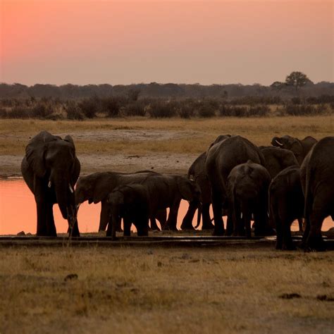 HWANGE NATIONAL PARK - All You Need to Know BEFORE You Go 2026 (with ...
