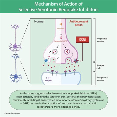 Mechanism of Action of Selective Serotonin Reuptake Inhibitors (SSRIs) – MCAT Behavioral Science ...