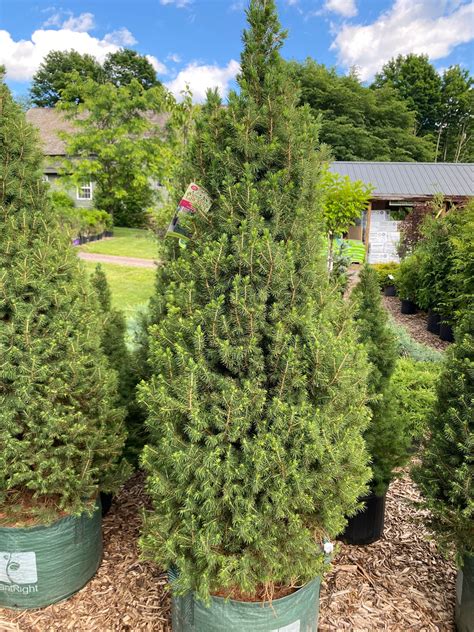 Dwarf Alberta Spruce | Picea glauca 'Conica' – Mandy Spring Farm ...