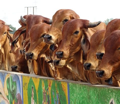 Agriculture | Byrraju Foundation