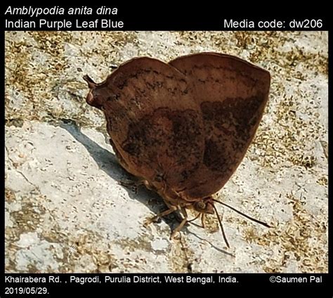 Amblypodia anita | Butterfly