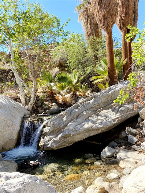 Hiking the Andreas Canyon Trail in Palm Springs [Complete Hiking Guide]