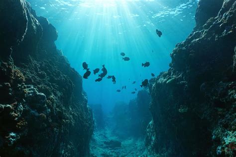 Dive Deep into Zealandia: Earth's 8th Continent's Mysteries Revealed