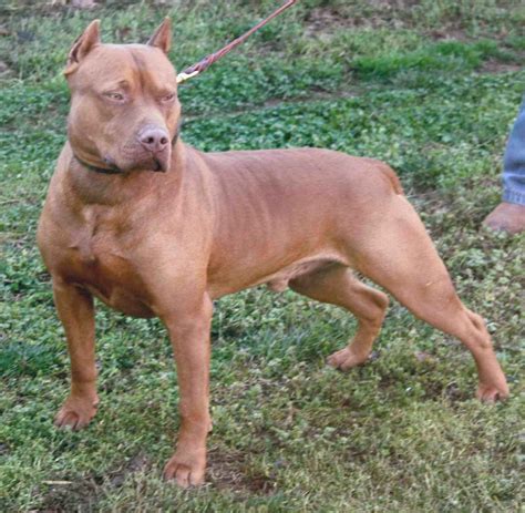 Pitbull Red Nose Puppies