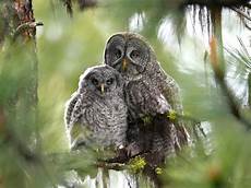 Owl Wallpapers For Desktop by Owl Wallpaper And Background Image 1600x1200 Id 378023 Owl Wallpapers For Desktop