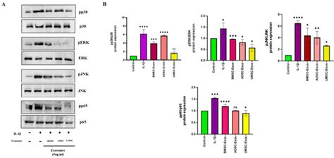 Comparative Efficacy of Exosomes Derived from Different Mesenchymal ...