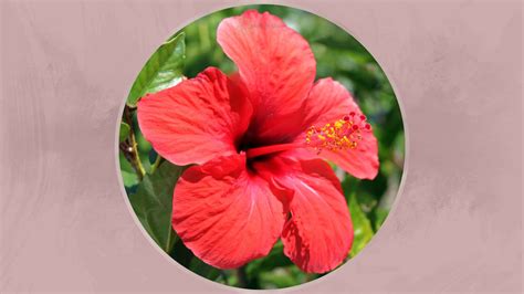 Hibiscus Flower Ka Hindi Name Meaning | Best Flower Site