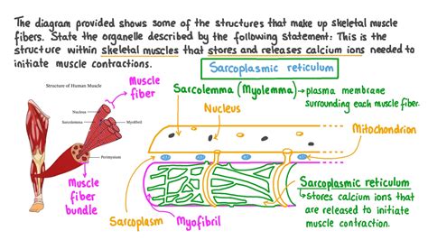 Crossbridge Model of Muscle Contraction 的图像结果