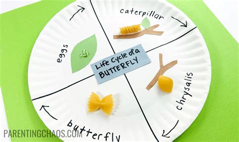 Learn about the Butterfly Life Cycle with this Fun Paper Plate Craft! ⋆ ...