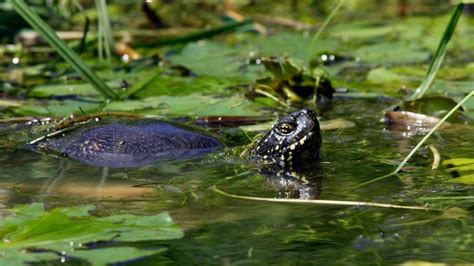 Image result for How to Catch Turtles