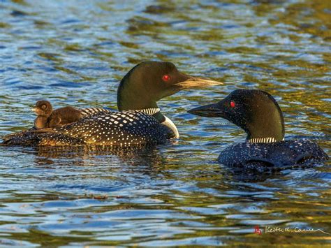 Look Out For Loons Walk & Talk, Hidden Valley Nature Center, Jefferson ...