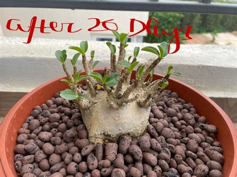 Zaprics Trading Seed Grown 2 Year Old Good Compact adenium Arabicum ...