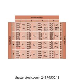 Image result for RNA Codons