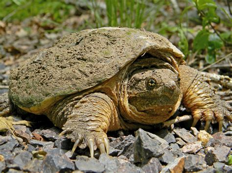 Image result for Eating Snapping Turtles
