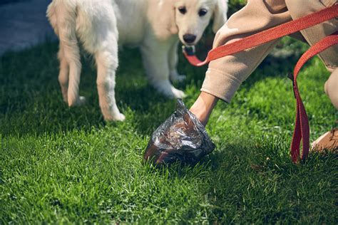 Image result for How to Stop Dogs from Eating Poop