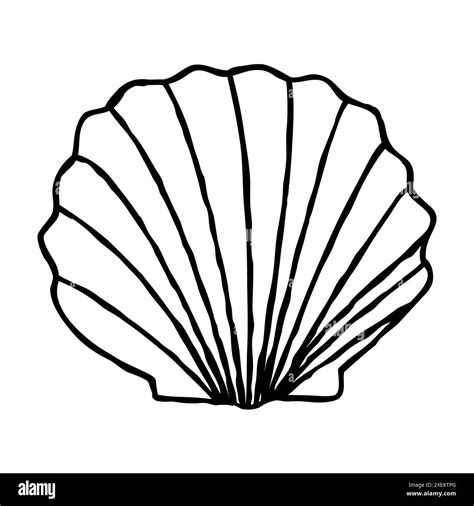 Image result for Easy Shell Line Drawings