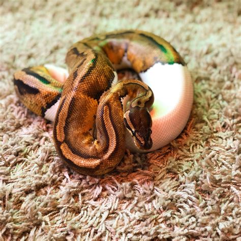 Image result for Royal Python Setup