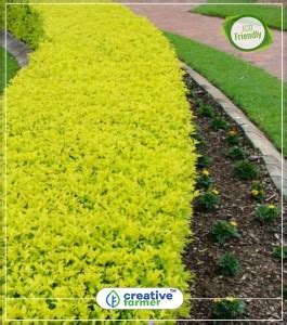 creative farmer Duranta Erecta Hedge For Lawn Base Kitchen Garden Plant ...