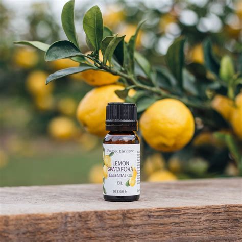 Lemon Spatafora Essential Oil - The Essential Oil Advisor