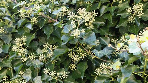 English Ivy Flower