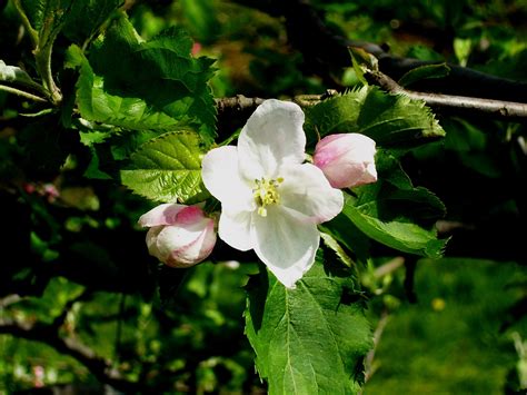 Blossom Bloom Apple free image download