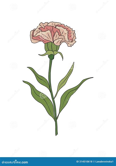 Carnation January Birth Month Flower Vector Art. Stock Vector ...