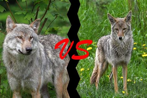 Image result for Wolves vs Coyotes
