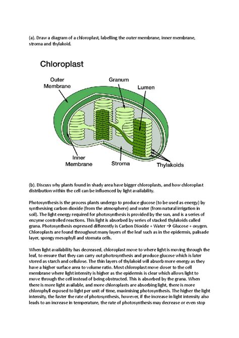 Chloroplast Answer - (a). Draw a diagram of a chloroplast, labelling ...