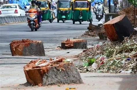 Nature Taking A Hit, Again! 33,000 Trees Likely To Be Axed For ...