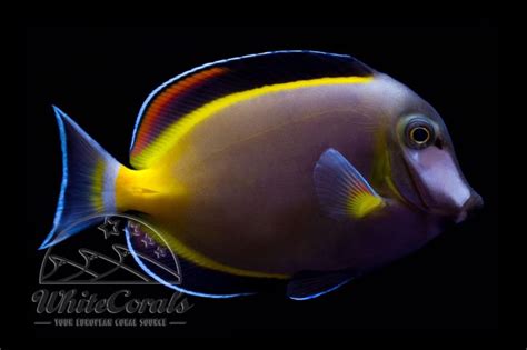 Acanthurus japonicus - Powder Brown Tang-FI_004_94
