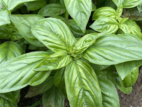 What Is Basil