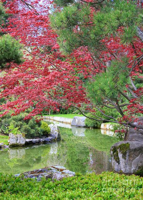 Image result for Spring Pond Reflection
