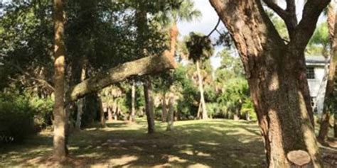 How to Save Split Tree Trunk Small Tree 的图像结果