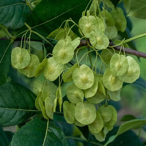 Hop Tree Wafer Ash Ptelea trifoliata 100 Seeds USA Company