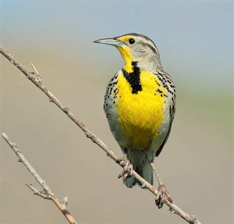 28 Backyard Birds To Know | Nevada