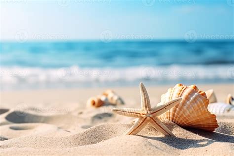 Image result for Hard Sea Shells