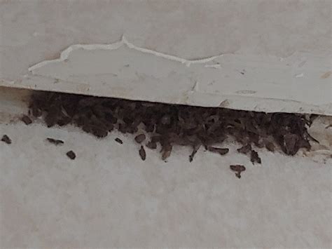 Stool That Looks Like Coffee Grounds