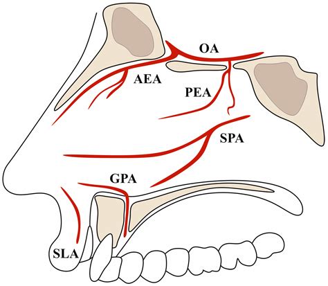 The Complete Anatomy of the Anterior Ethmoidal Artery: A Meta-Analysis ...