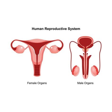 Image result for How to Draw a Male Reproductive System
