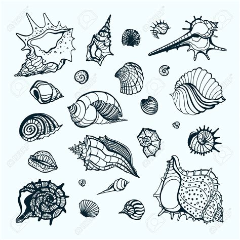 Sea Shells Drawing at GetDrawings | Free download
