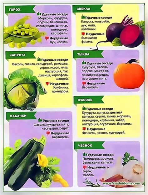 Севооборот овощей - лучшие предшественники, возможные и плохие ...