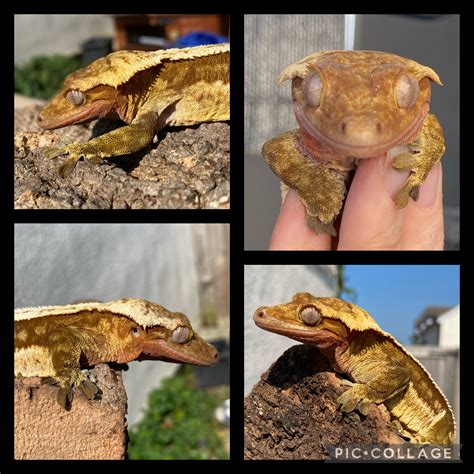 Crested Gecko Morph / Trait Guide - Crested Geckos - MorphMarket ...