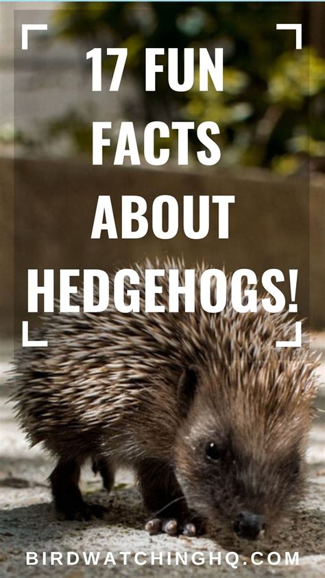 17 Fun Facts About Hedgehogs! [2025] | Fun facts about animals, Hedgehog facts for kids, Animal ...