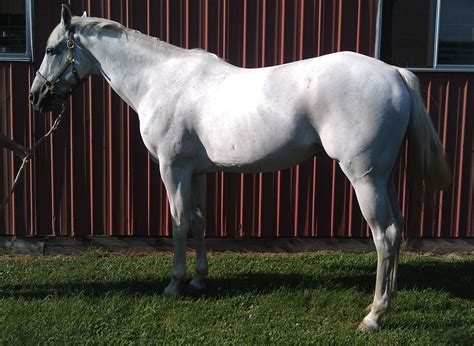 Horse Lifespan 101 (Life Stages, Teeth, Senior Horse Care) - Horse Rookie