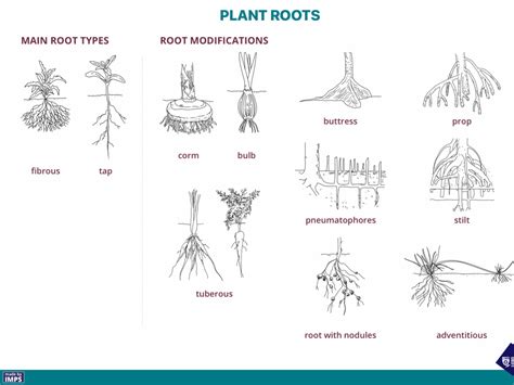 Image result for Root Modification Class 5