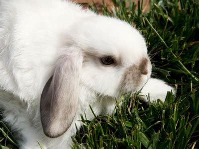 Vocabulary 24 - Words Related to Animals - Upper Primary School English ...